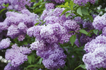 丁香花
