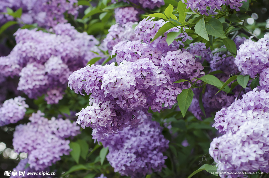 丁香花