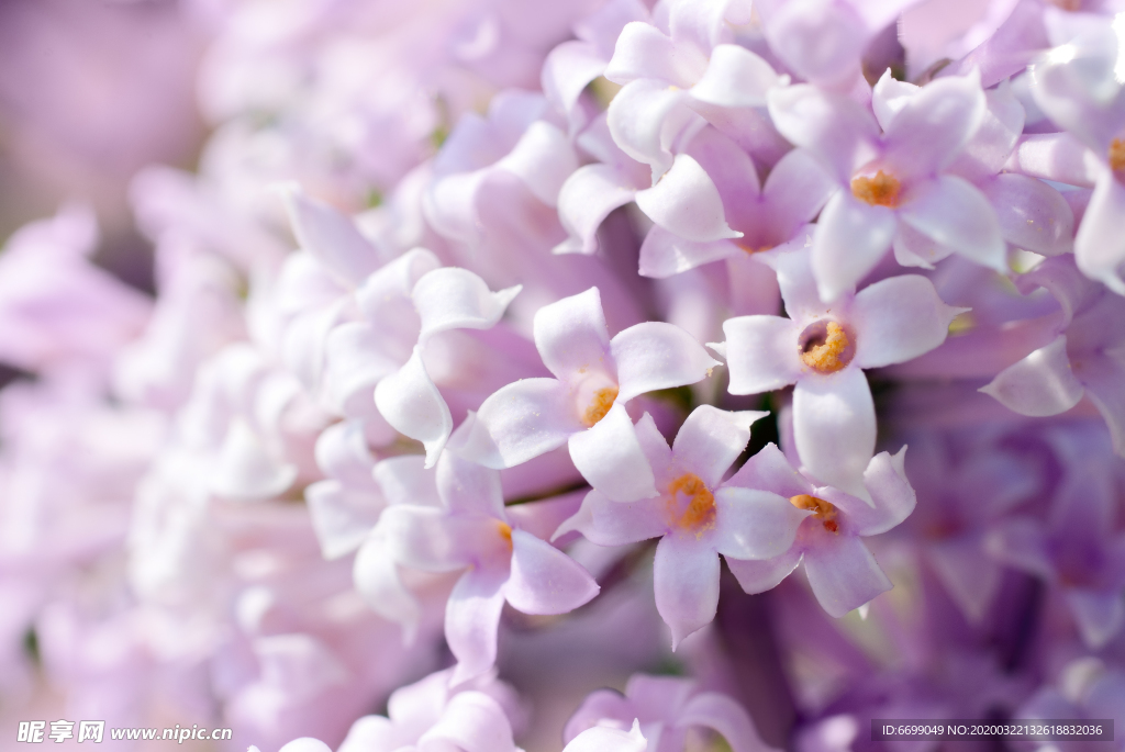 丁香花
