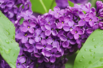 丁香花