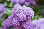 丁香花