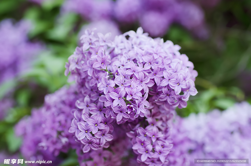 丁香花