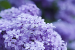丁香花