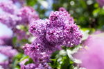 丁香花