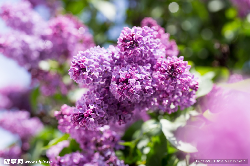 丁香花