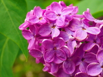 丁香花