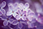 丁香花