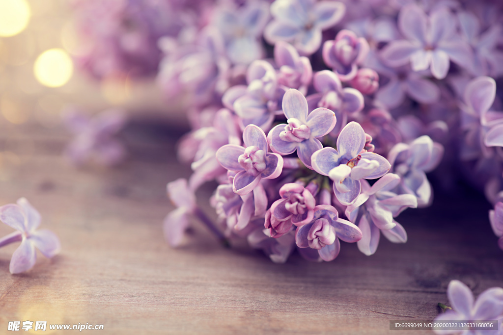 丁香花
