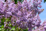 丁香花