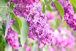 丁香花