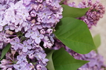 丁香花