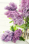丁香花