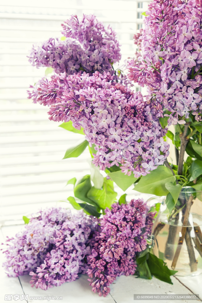 丁香花