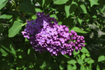 丁香花