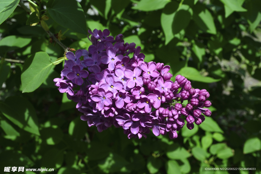 丁香花