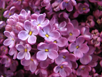 丁香花