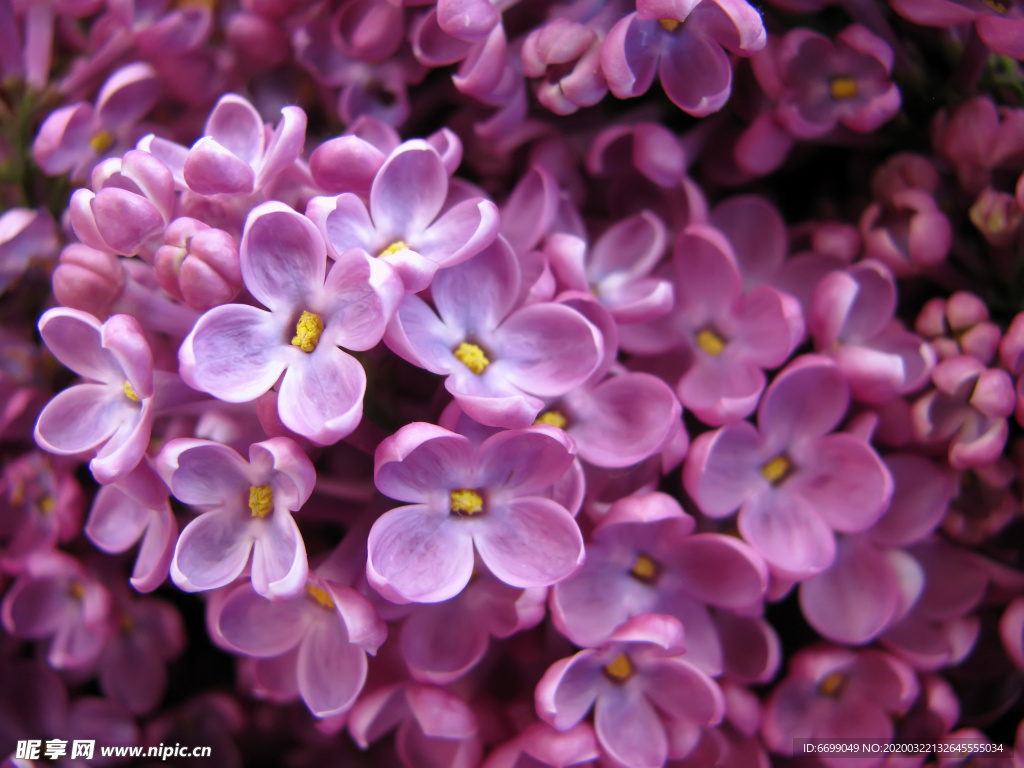 丁香花