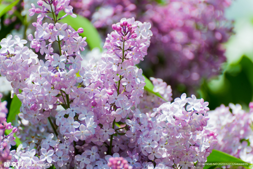 丁香花