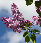 丁香花