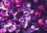 丁香花