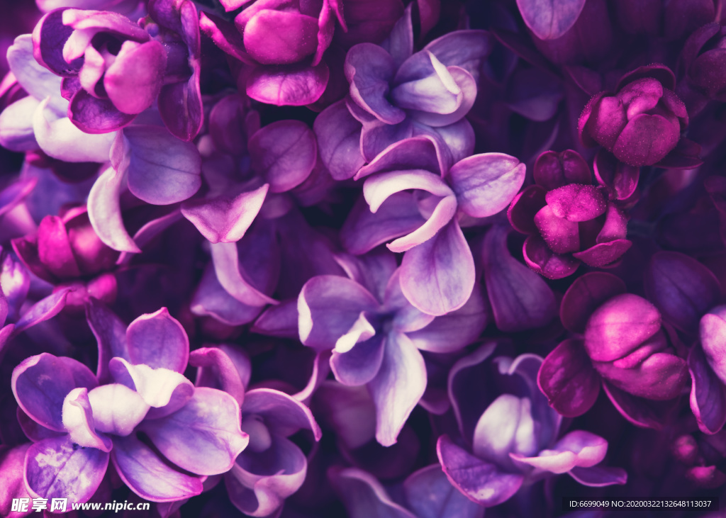 丁香花