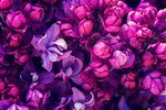 丁香花