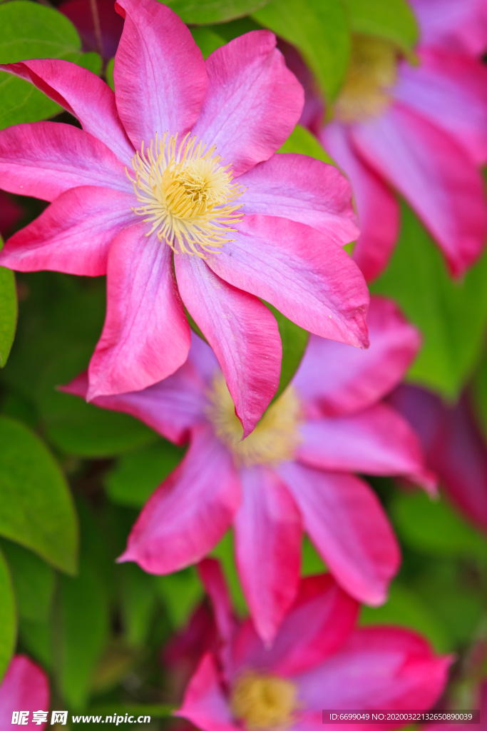丁香花