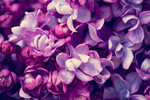 丁香花