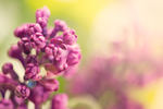 丁香花