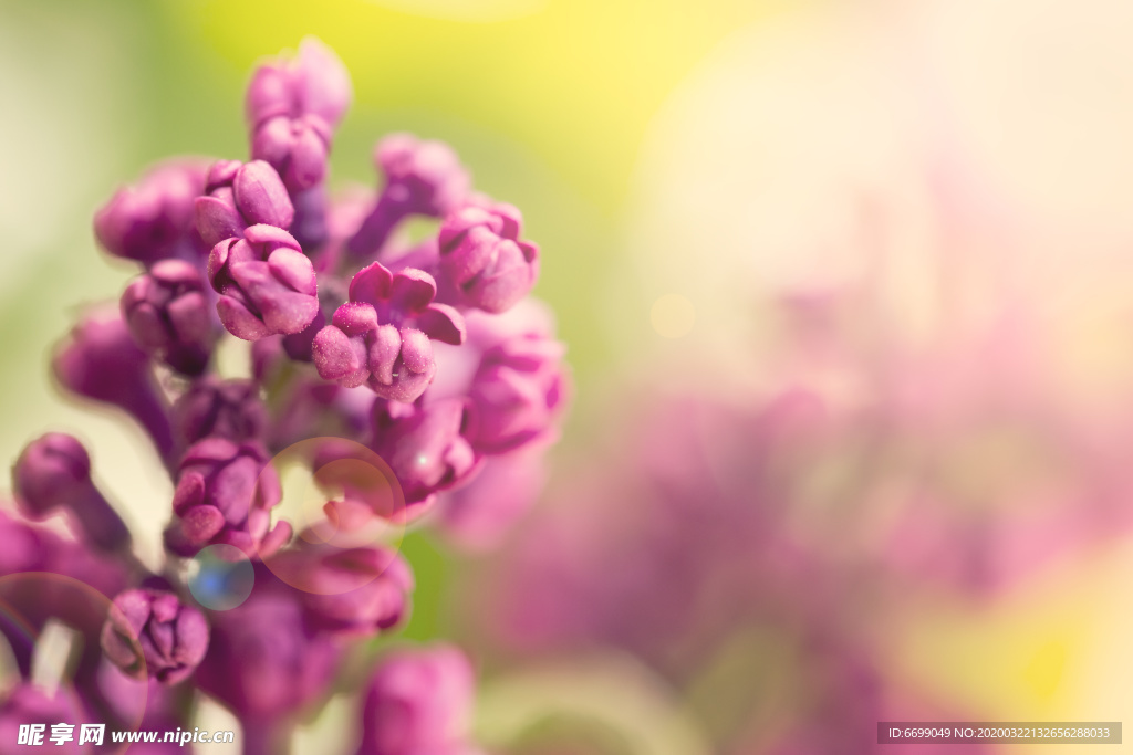 丁香花