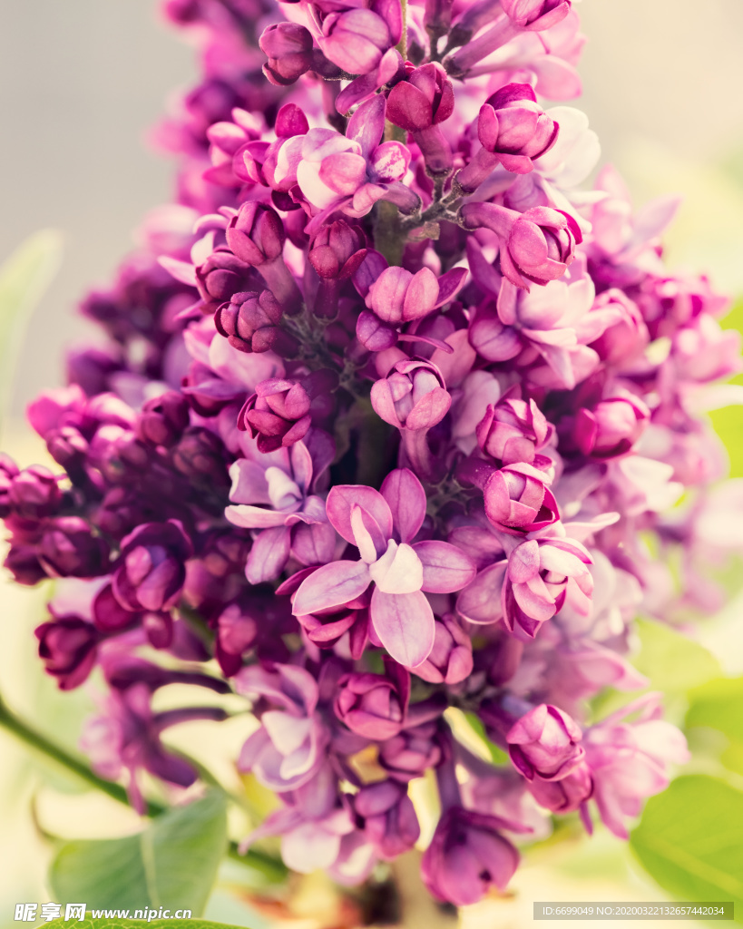 丁香花