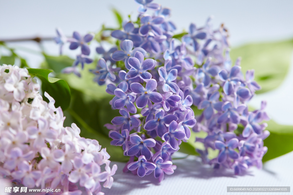 丁香花