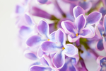 丁香花