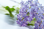 丁香花