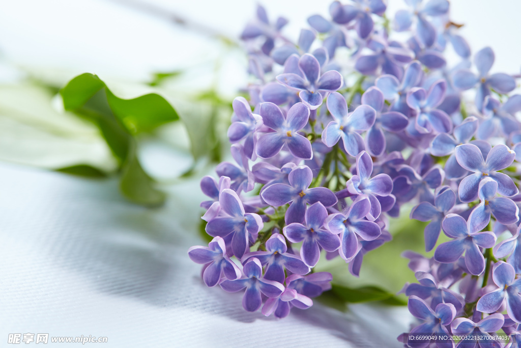 丁香花