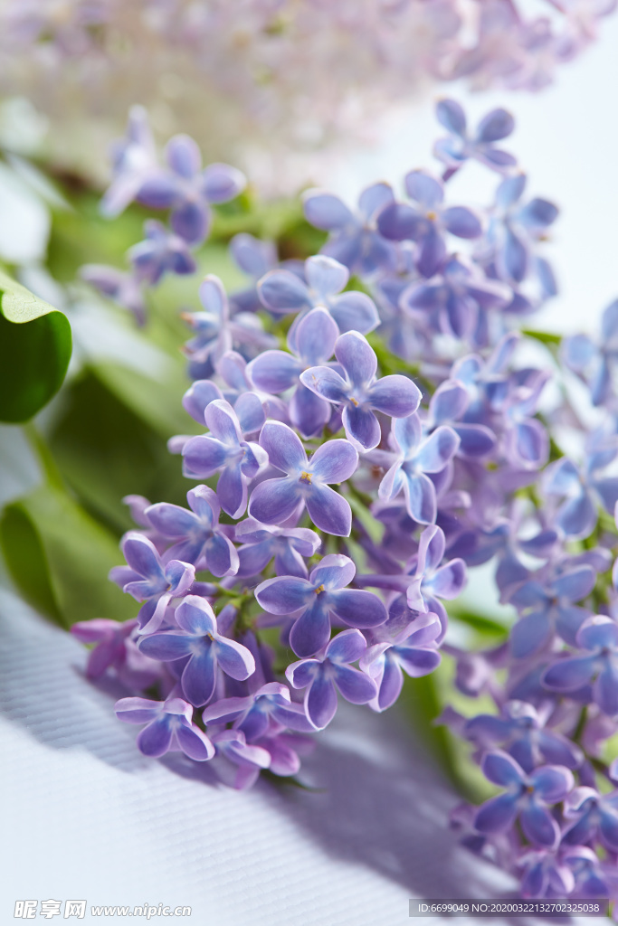 丁香花