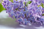 丁香花