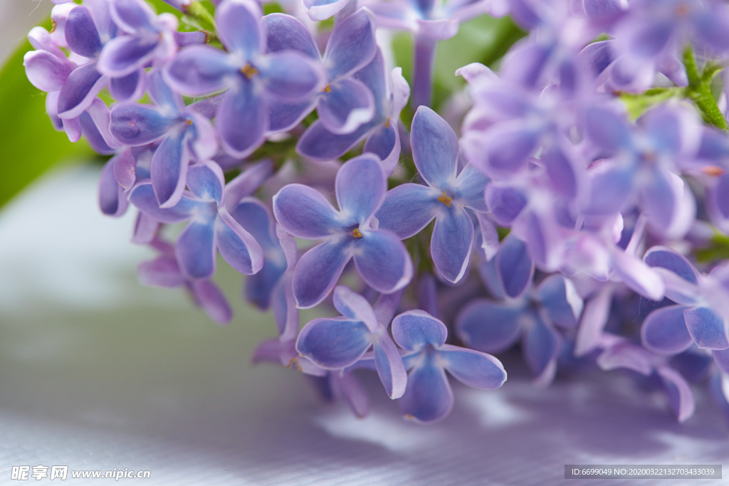 丁香花