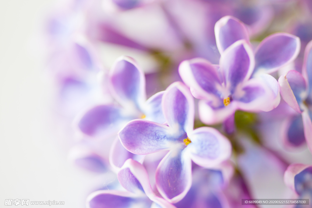 丁香花