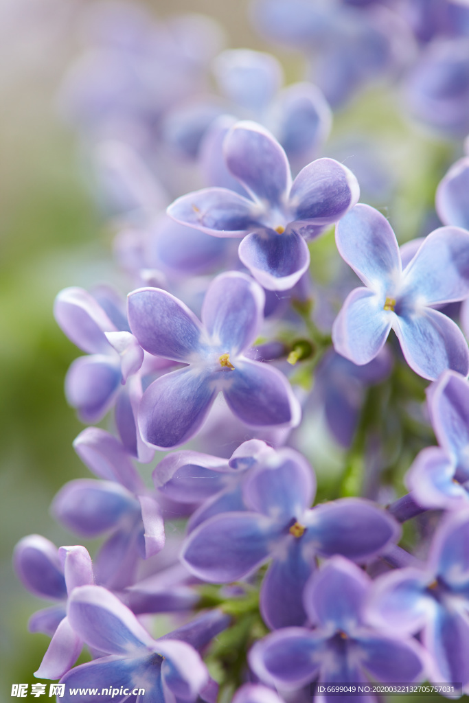 丁香花