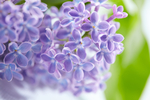 丁香花