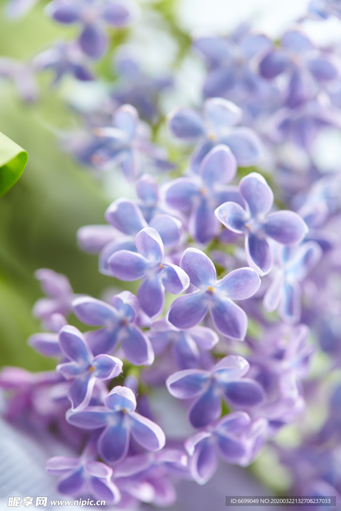 丁香花