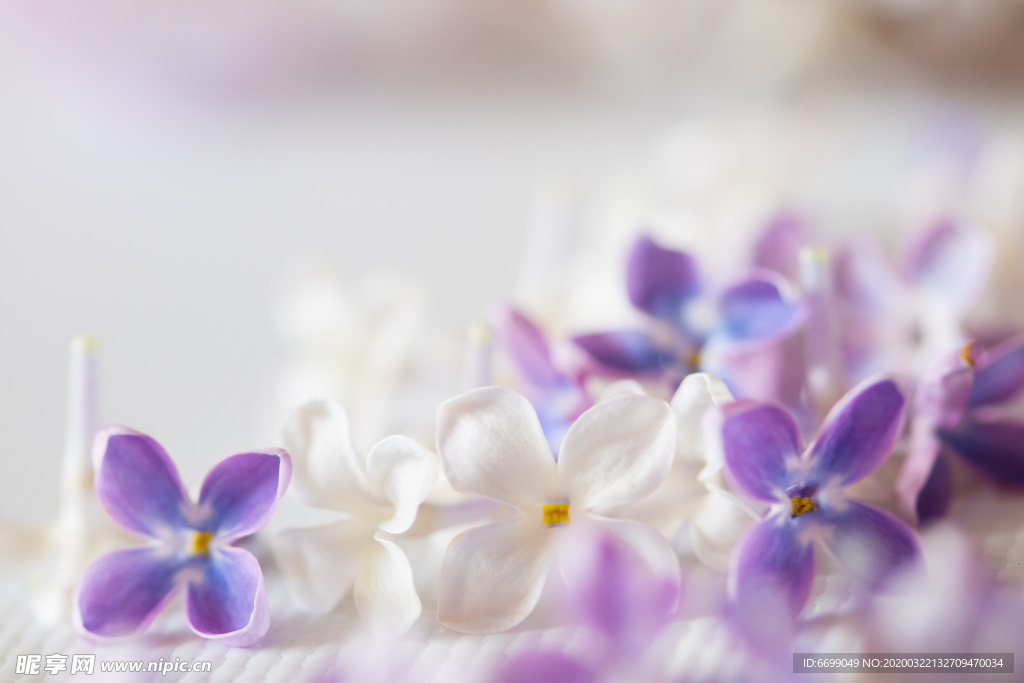 丁香花