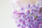 丁香花