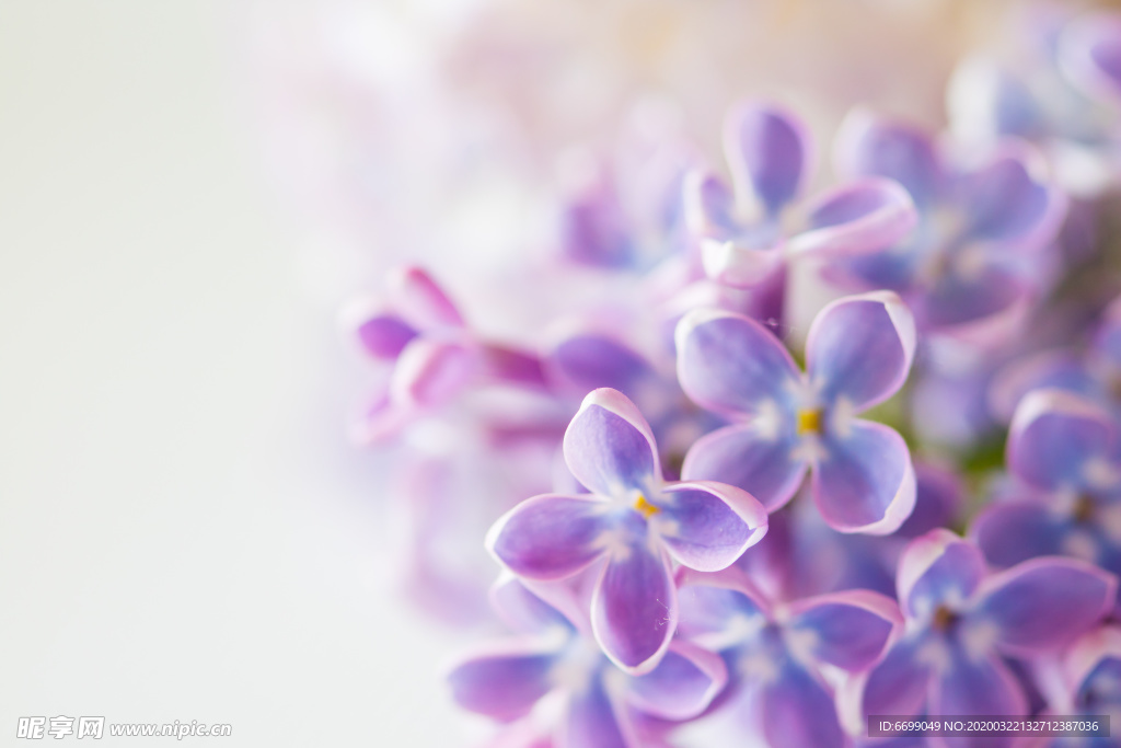 丁香花