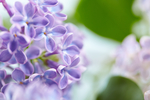丁香花