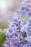 丁香花