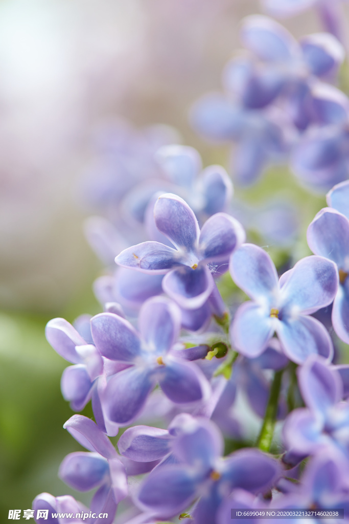 丁香花