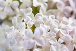 丁香花