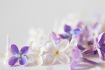 丁香花